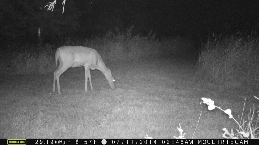 Does coyote urine scare deer? HUNTING INDIANA